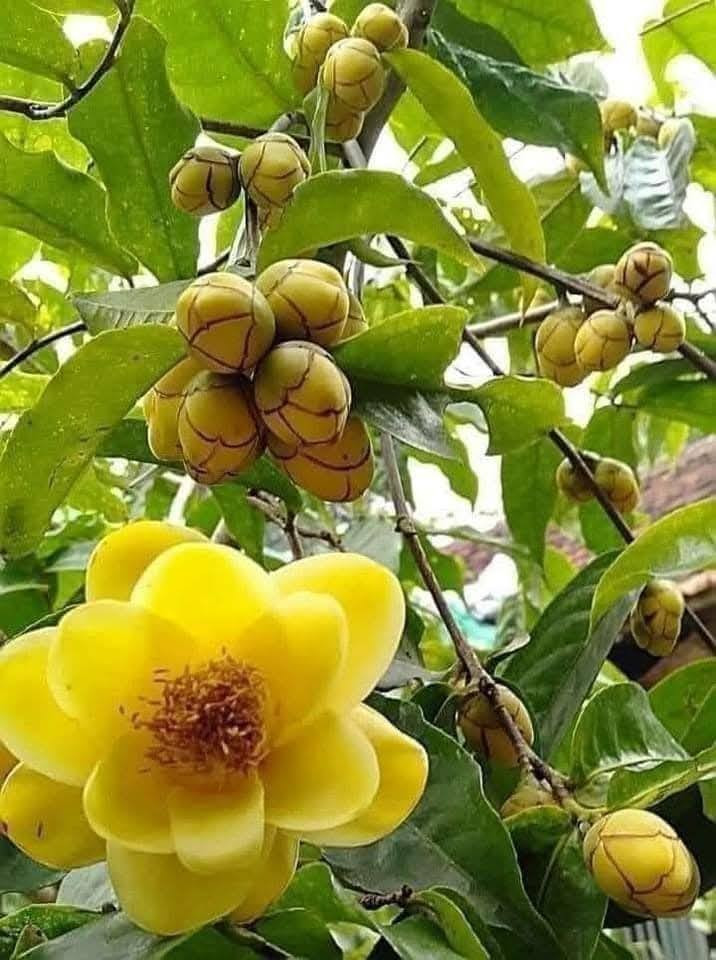 Trà hoa vàng được trồng nhiều ở các tỉnh trung du và miền núi phía Bắc nước ta. Ảnh: Facebook