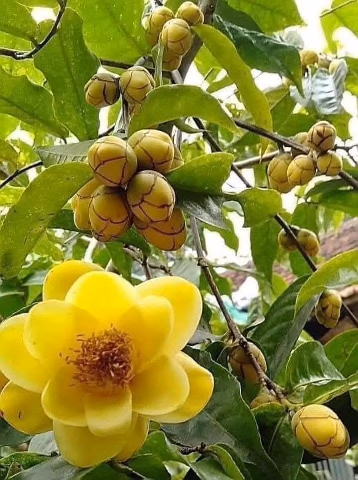 Trà hoa vàng được trồng nhiều ở các tỉnh trung du và miền núi phía Bắc nước ta. Ảnh: Facebook