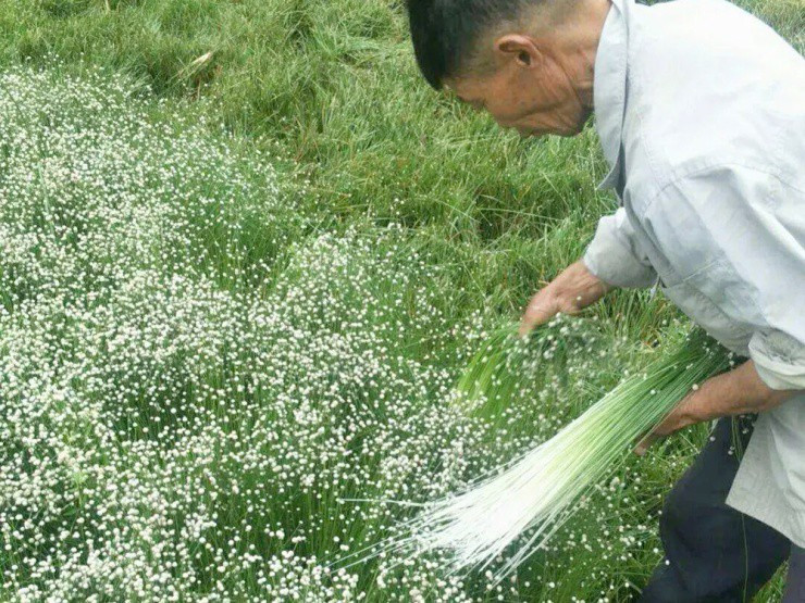 Nhiều nông dân ở Trung Quốc ra ven ruộng hái hẹ, phơi khô và sau đó bán cho các đại lý dược liệu. Ảnh: Weixin