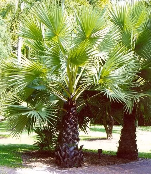 Ngoài quả, các bộ phận của cây thốt nốt đều được tận dụng. Lá thốt nốt dùng để lợp nhà, làm chất đốt, cây già làm cột nhà, làm bàn ghế...Ảnh: Internet