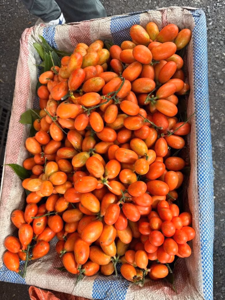 Do cây mọc tự nhiên ngày càng hiếm nên sản lượng bán ra thị trường không nhiều. Trên thị trường, quả máu được rao bán với giá 250.000 đồng/kg. Ảnh: Facebook