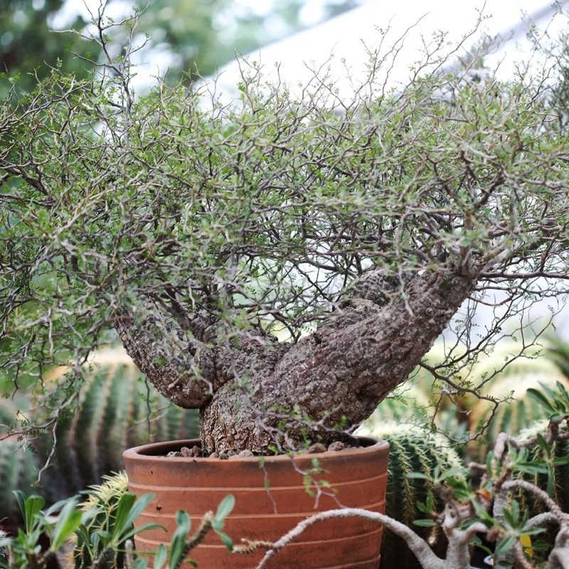 Không thẳng, không thanh mảnh như nhiều dòng bonsai truyền thống, "cây chân voi" có phần đế phình to, nổi u cục tự nhiên, bề mặt sần sùi. Ảnh: PictureThis