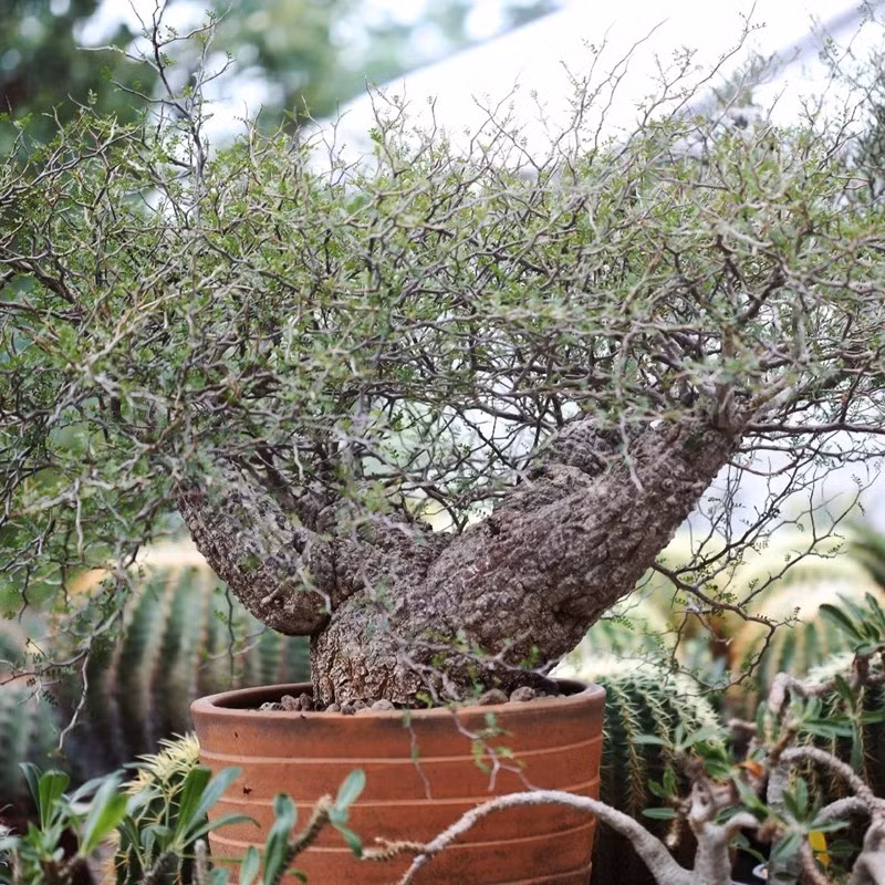 Không thẳng, không thanh mảnh như nhiều dòng bonsai truyền thống, "cây chân voi" có phần đế phình to, nổi u cục tự nhiên, bề mặt sần sùi. Ảnh: PictureThis