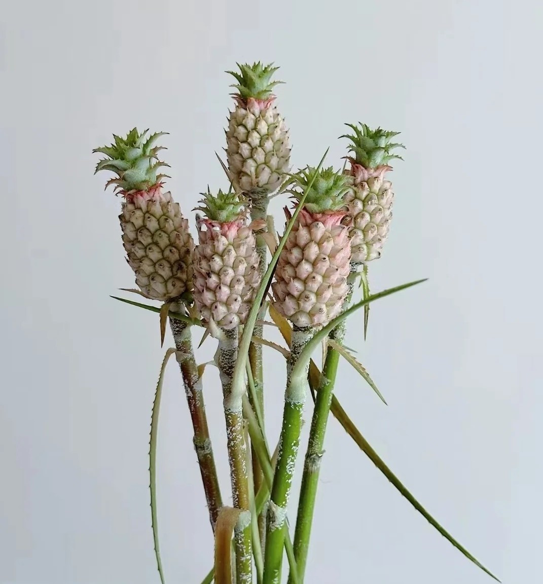 Do phần cuống chắc và quả nhỏ có độ bền tự nhiên, dứa cảnh mini có thể trưng khá lâu, từ vài tuần đến vài tháng nếu đặt ở nơi thoáng mát. Ảnh: Baidu