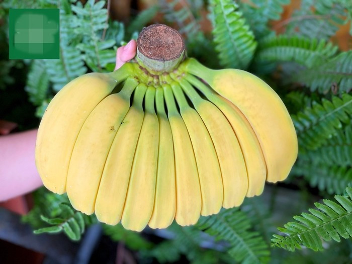 Chuối bàn tay Phật được nhiều người ưa chuộng nhờ ý nghĩa may mắn, tâm linh và tượng trưng cho sự bình an. Ảnh: Xanh xanh Market