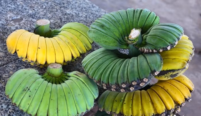 Bên cạnh các loại quả quen thuộc, những sản phẩm nông nghiệp độc đáo như chuối bàn tay Phật đang gây “sốt” trên thị trường Tết năm nay. Ảnh: Vietnamnet