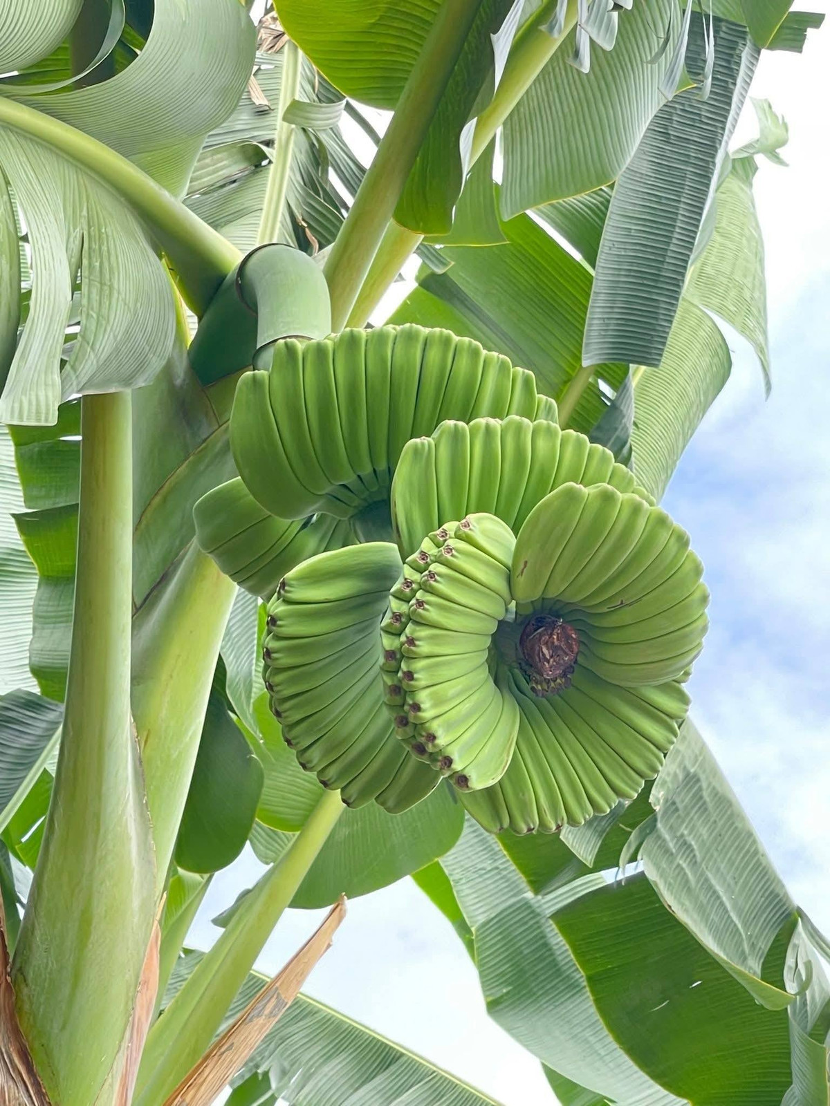 Chuối bàn tay Phật có thời gian sinh trưởng tương đương nhiều giống chuối khác, nhưng cần chăm sóc tỉ mỉ hơn. Ảnh: Facebook