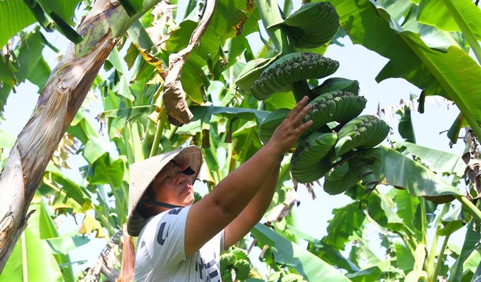 Theo Vietnamnet, những ngày này, vườn chuối bàn tay Phật của anh Trương Hoàn Thiện ở ấp Tân Yên, xã Gia Kiệm (tỉnh Đồng Nai) chuẩn bị vào mùa thu hoạch Tết. Ảnh: Vietnamnet