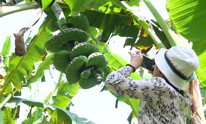 Do nguồn cung hạn chế nên nhiều nhà vườn chỉ dám nhận đơn nhỏ lẻ, không đủ để đáp ứng cho các thương lái lấy số lượng lớn. Ảnh: Vietnamnet