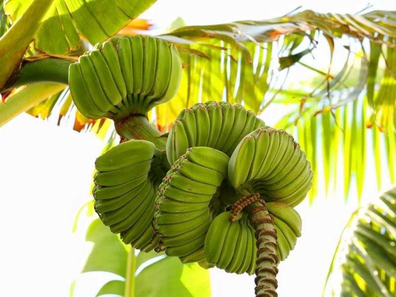 Đây là giống chuối còn khá mới tại Việt Nam. Mỗi buồng chuối xòe đều các nải, trông như những bàn tay chụm lại trong tư thế cầu nguyện, khác hẳn chuối truyền thống. Ảnh: Facebook