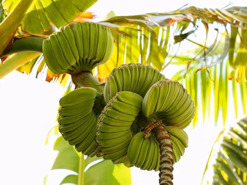 Đây là giống chuối còn khá mới tại Việt Nam. Mỗi buồng chuối xòe đều các nải, trông như những bàn tay chụm lại trong tư thế cầu nguyện, khác hẳn chuối truyền thống. Ảnh: Facebook