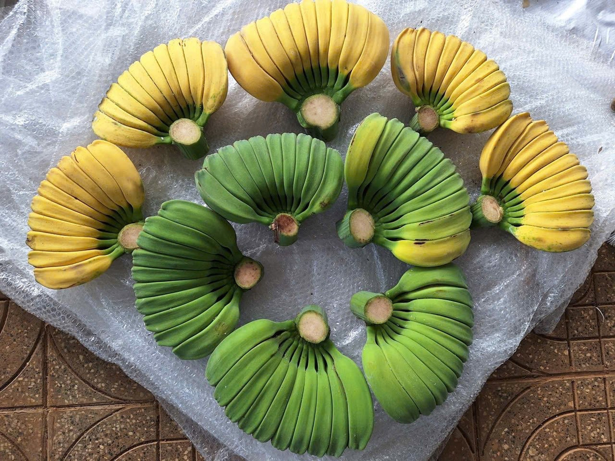 Trên thị trường, chuối bàn tay Phật có giá cao hơn so với chuối thường, dao động từ 79.000 - 100.000 đồng/kg, tùy loại. Ảnh: Facebook