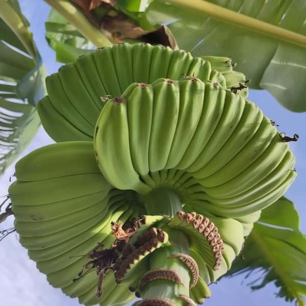 Khi trổ buồng, người trồng phải theo dõi sát sao để các nải chuối phát triển đều, không bị gãy, cong lệch, đáp ứng nhu cầu trưng bày dịp Tết Nguyên đán. Ảnh: Facebook