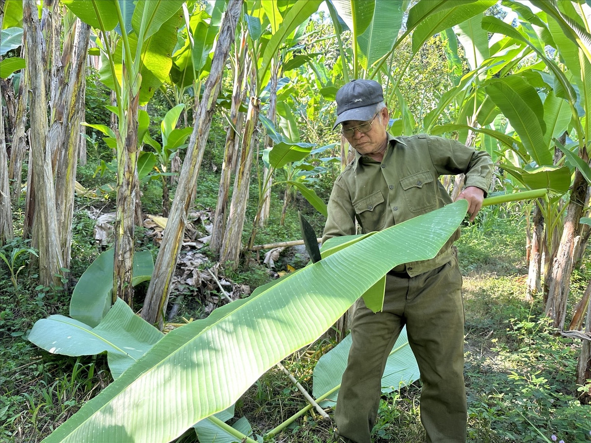 View - Bất ngờ loại lá bỏ đi giúp Việt Nam kiếm 30 tỷ đồng/năm | Báo Tri thức và Cuộc sống - TIN TỨC PHỔ BIẾN KIẾN THỨC 24H