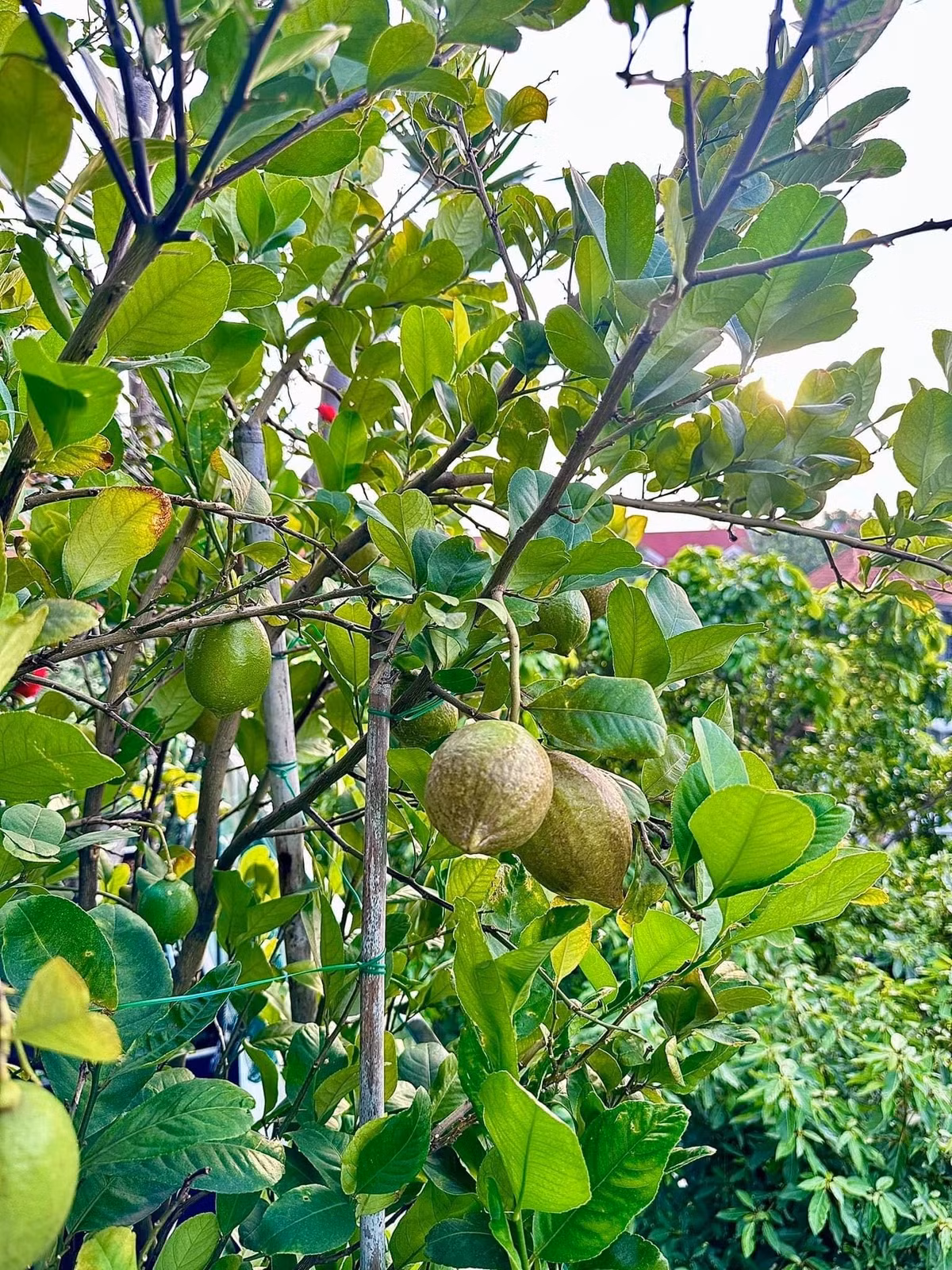 Với Diệp Bảo Ngọc, đứng giữa khu vườn ngắm bình minh, không có gì tuyệt vời hơn. Ảnh: FBNV