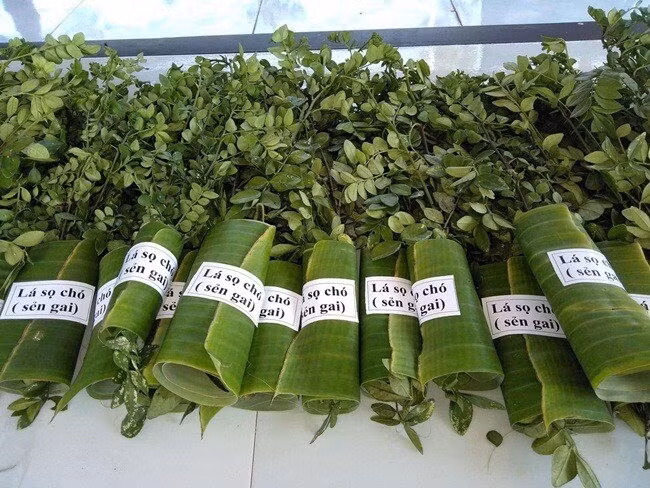 Trên thị trường, lá sọ chó tươi giá dao động khoảng 350.000 đồng/kg, lá khô khoảng 800.000 đồng/kg. Ảnh: Internet