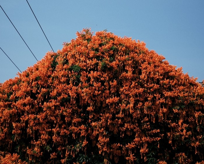 Hoa chùm ớt, hay còn gọi hoa xác pháo, hoa rạng đông, là loài thân gỗ leo, nổi tiếng với những chùm hoa lớn màu cam rực rỡ. Ảnh: Nè He Đà Lạt.