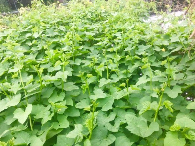 Không chỉ vậy, đã có một "cơn sốt lá khoai lang" ở Châu Âu, Mỹ, Nhật Bản, Hồng Kông (Trung Quốc)... biến loại rau dân dã này thành một nguyên liệu được săn lùng. Ảnh: Internet