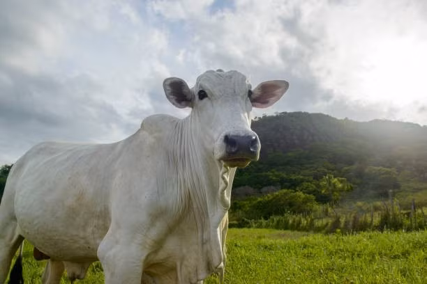 Các báo cáo cho rằng giống bò cơ bắp này có nguồn gốc từ huyện Prakasam thuộc bang Andhra Pradesh, Ấn Độ. Ảnh: Wiki