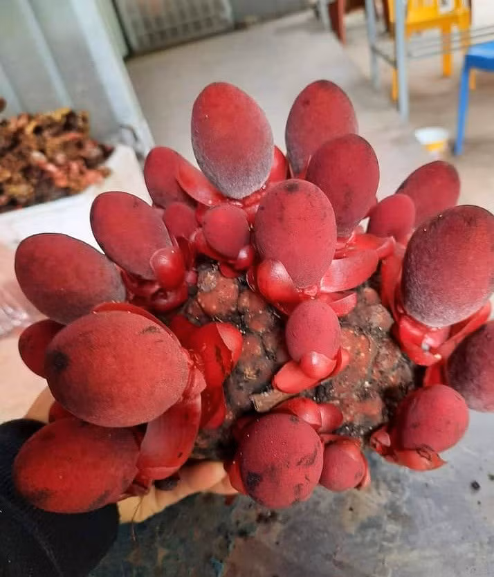 Theo Đông y, nấm ngọc cẩu vị chát, ngọt, tính ôn, có nhiều tác dụng hỗ trợ điều trị chữa bệnh như táo bón, đau nhức xương khớp, bồi bổ cơ thể. Ảnh: Ẩm thực xanh