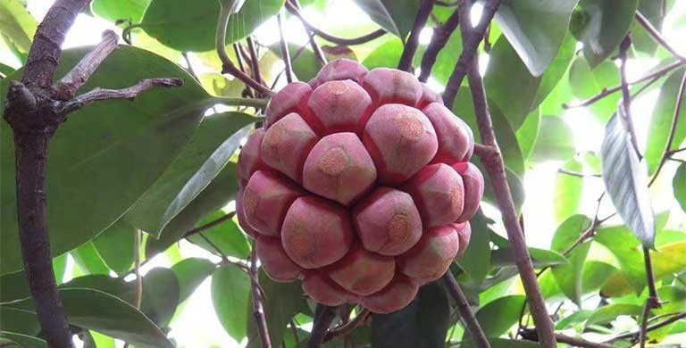 Bên cạnh đó, người Trung Quốc còn trồng cây na rừng trong sân vườn để làm cảnh. Ảnh: Facebook