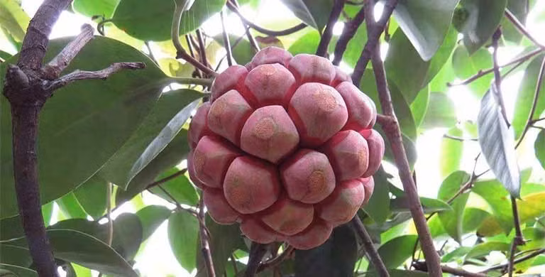 Bên cạnh đó, người Trung Quốc còn trồng cây na rừng trong sân vườn để làm cảnh. Ảnh: Facebook