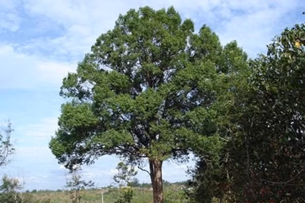 Cây kơ nia còn có tên gọi khác như cây cô đơn, cây cầy. Chúng thường mọc hoang dại ở bãi đất trống, ven đường, rìa rừng... Ảnh: Vietnamnet