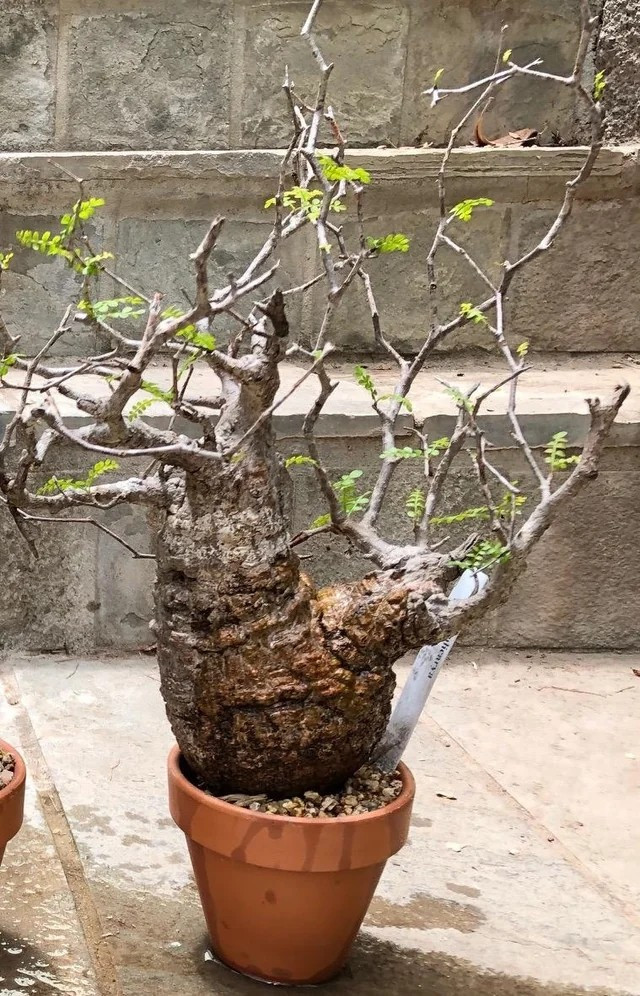 Một số cây nhập khẩu, tạo hình đẹp và được chăm sóc kỹ lưỡng, giá có thể cao hơn nữa. Ảnh: Reddit