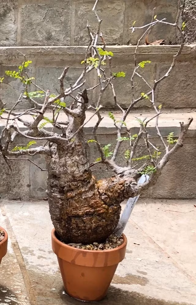 Một số cây nhập khẩu, tạo hình đẹp và được chăm sóc kỹ lưỡng, giá có thể cao hơn nữa. Ảnh: Reddit