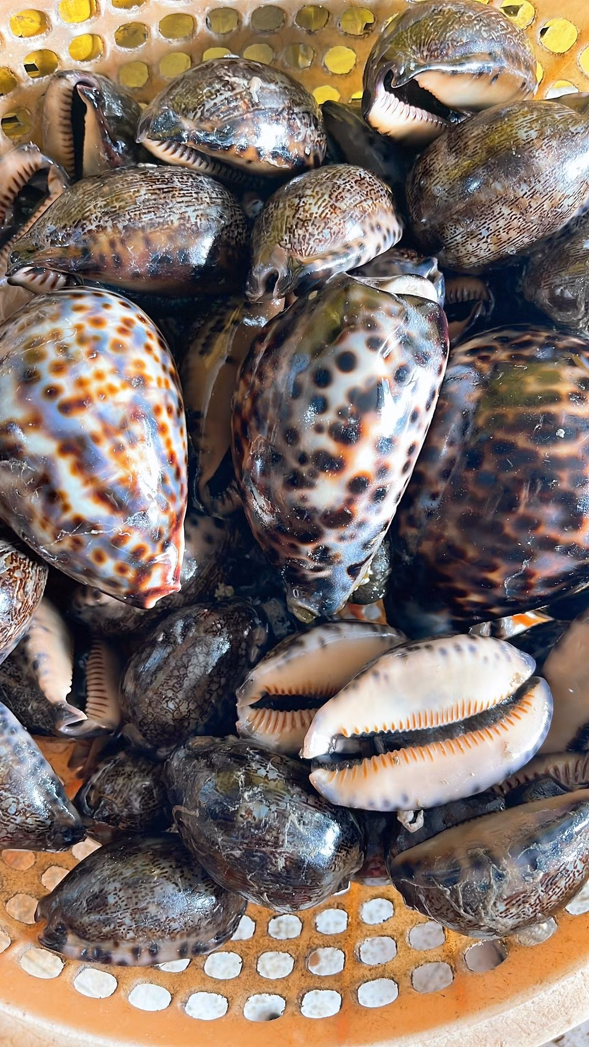 Vào mùa, giá ốc bướm thu mua tại chỗ dao động khoảng 40.000–70.000 đồng/kg. Ảnh: Facebook