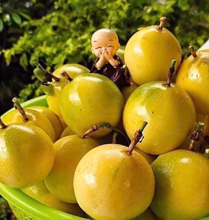 Đặc biệt, loại to được nhiều người chọn mua biếu nhưng số lượng ít, phải đặt trước nhà vườn cả tuần mới có. Ảnh: Facebook