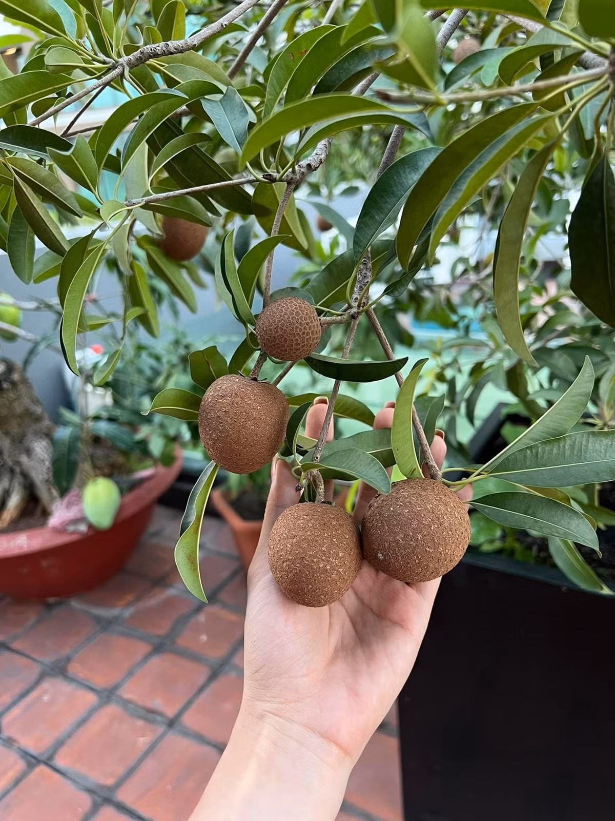 Trên sân thượng, nữ diễn viên trồng nhiều rau củ và cây ăn quả. Ảnh: FBNV