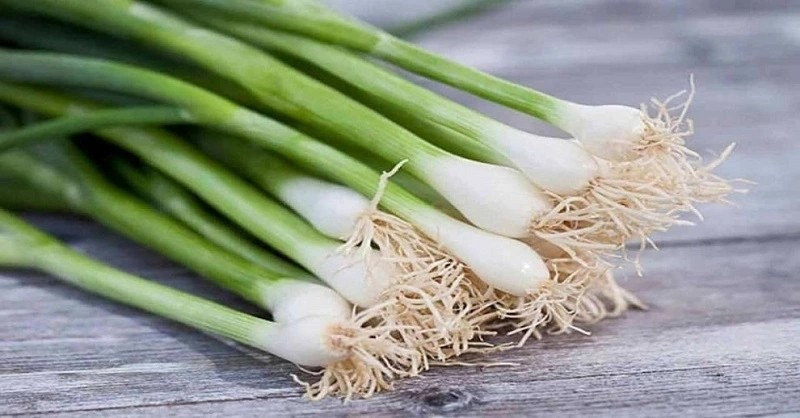 Hành lá thân mềm, dễ bị rệp và sâu bệnh, nên một số nơi sử dụng thuốc kích bóng và giữ tươi. Ảnh: VOV