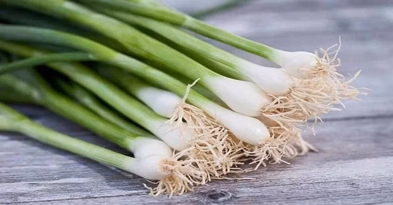 Hành lá thân mềm, dễ bị rệp và sâu bệnh, nên một số nơi sử dụng thuốc kích bóng và giữ tươi. Ảnh: VOV