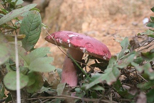 Những gia đình có rừng chẹo còn dựng lều canh nấm giữa rừng để không bị kẻ trộm hái. Ảnh: Internet