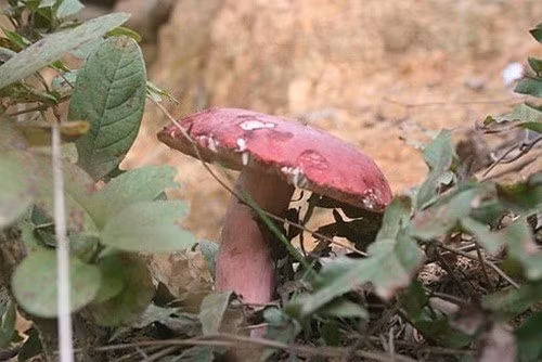 Những gia đình có rừng chẹo còn dựng lều canh nấm giữa rừng để không bị kẻ trộm hái. Ảnh: Internet