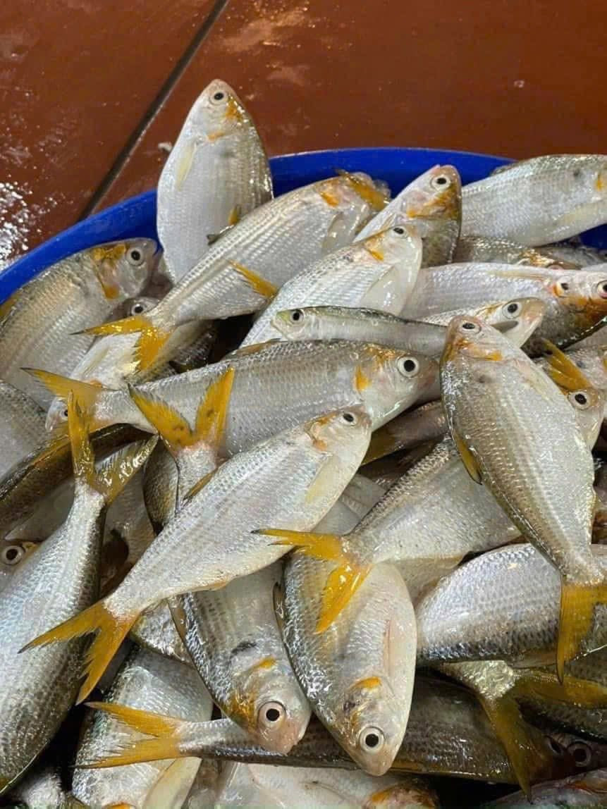 Tuy nhiên, theo các chuyên gia dinh dưỡng, cá mòi giàu dưỡng chất, vượt trội so với nhiều loại cá phổ biến khác. Ảnh: Facebook