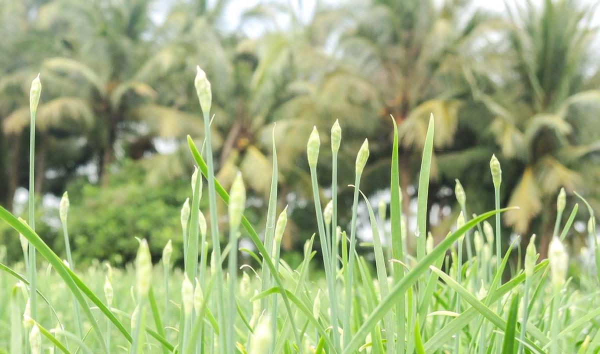 Những hộ trồng diện tích lớn có thể thu hơn 200 triệu đồng mỗi năm. Ảnh; Dân Việt &gt;&gt;&gt; Mời độc giả xem video: Làm giàu từ mô hình trồng rau an toàn. Nguồn: VTV24