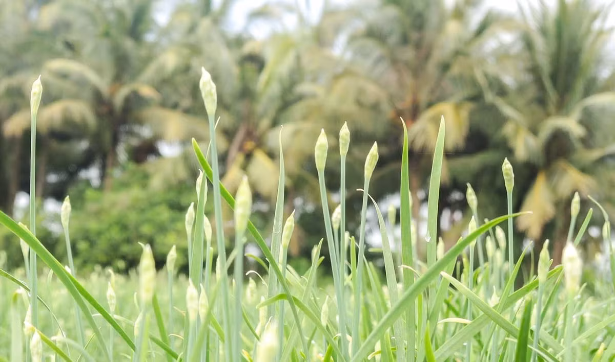 Những hộ trồng diện tích lớn có thể thu hơn 200 triệu đồng mỗi năm. Ảnh; Dân Việt >>> Mời độc giả xem video: Làm giàu từ mô hình trồng rau an toàn. Nguồn: VTV24