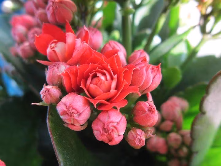 Hoa sống đời có sức sống bền bỉ, khả năng hấp thụ khí xấu. Ảnh: Internet