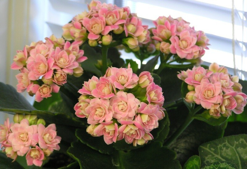 Trưng một chậu hoa sống đời dịp Tết mang ý nghĩa cầu chúc năm mới ít bệnh tật, tinh thần thoải mái, cuộc sống ổn định. Ảnh: Internet