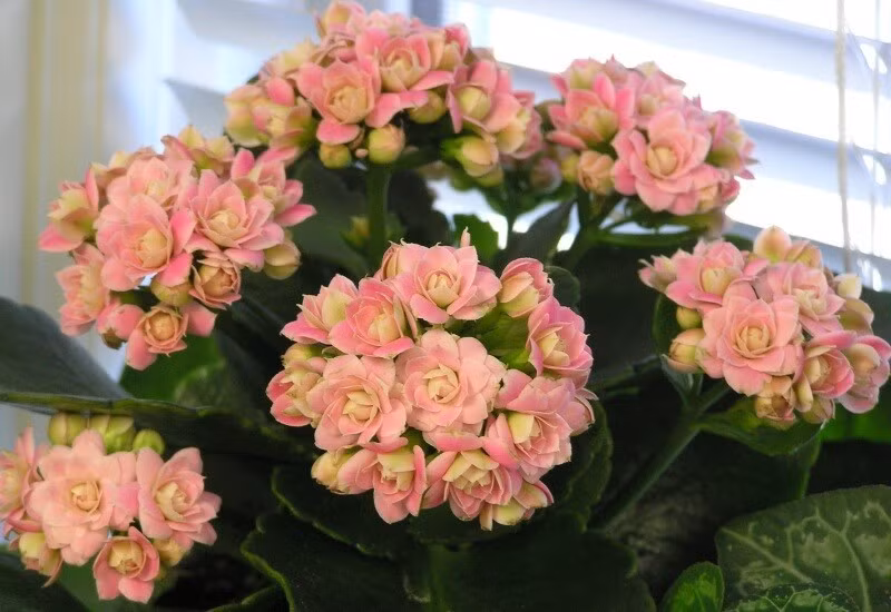 Trưng một chậu hoa sống đời dịp Tết mang ý nghĩa cầu chúc năm mới ít bệnh tật, tinh thần thoải mái, cuộc sống ổn định. Ảnh: Internet