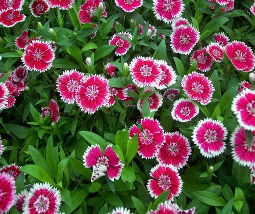 Một chậu cẩm chướng trưng trong nhà dịp Tết mang ý nghĩa năm mới khỏe mạnh, công việc ổn định và cuộc sống lâu bền. Ảnh: Vuahatgiong