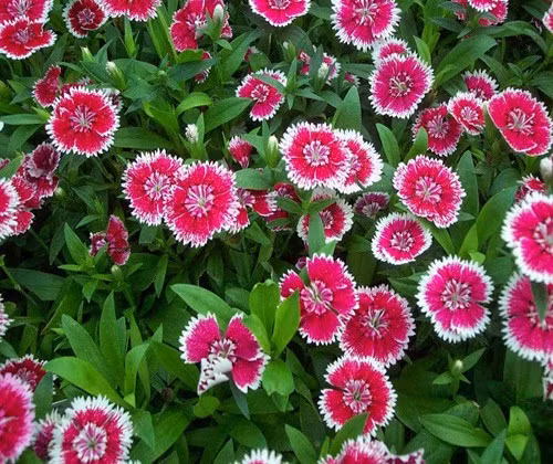 Một chậu cẩm chướng trưng trong nhà dịp Tết mang ý nghĩa năm mới khỏe mạnh, công việc ổn định và cuộc sống lâu bền. Ảnh: Vuahatgiong