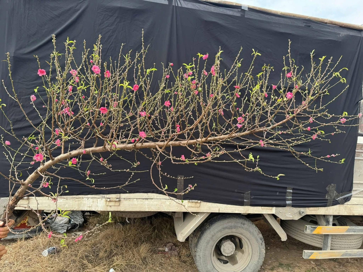 Dịp Tết Bính Ngọ 2026, đào huyền được nhiều khách hàng lựa chọn nhờ dáng vẻ tự nhiên, uốn lượn nghệ thuật. Ảnh: FB Công Gỗ