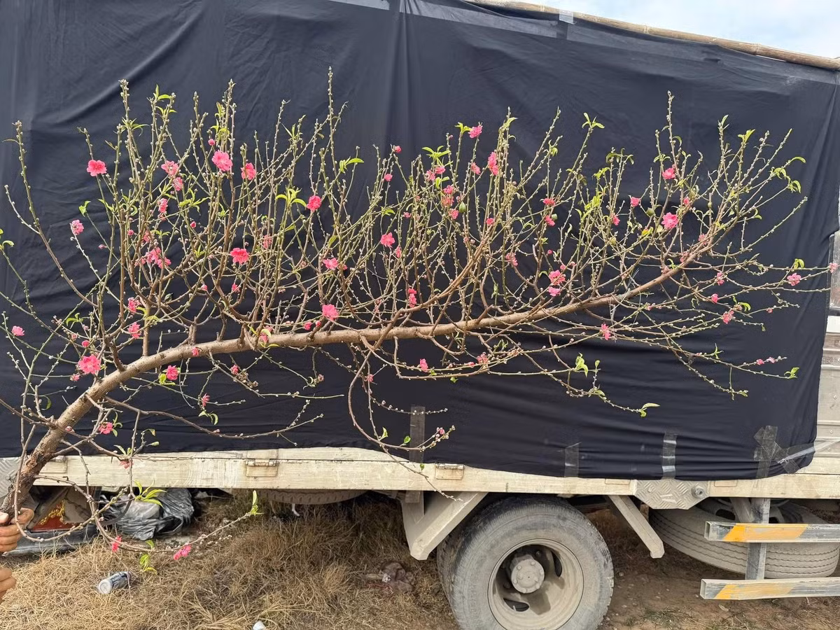 Dịp Tết Bính Ngọ 2026, đào huyền được nhiều khách hàng lựa chọn nhờ dáng vẻ tự nhiên, uốn lượn nghệ thuật. Ảnh: FB Công Gỗ