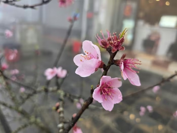 Giá mỗi cành đào rừng dao động từ hơn 1 triệu đồng đến 5 - 7 triệu đồng, tùy kích cỡ. Ảnh: Suckhoedoisong