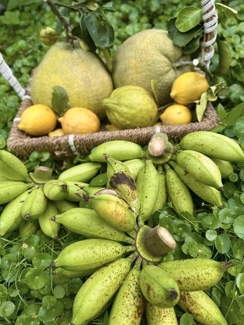 Thành quả thu hoạch của Mỹ Lệ gồm bưởi Diễn, chanh vàng Mỹ, chuối. Ảnh: FB Hoàng Thị Mỹ Lệ