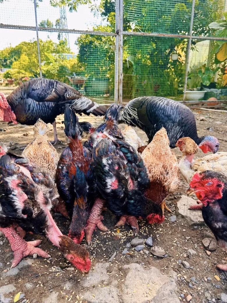 Gà Đông Tảo nổi tiếng với chân to, giá hàng triệu đồng/con. Ảnh: FB Hoàng Thị Mỹ Lệ