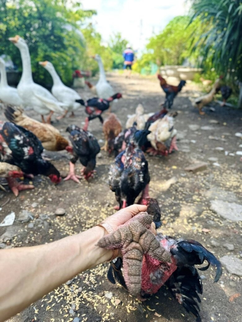 Mỹ Lệ khoe chân gà Đông Tảo lực lưỡng và chắc nịch. Ảnh: FB Hoàng Thị Mỹ Lệ